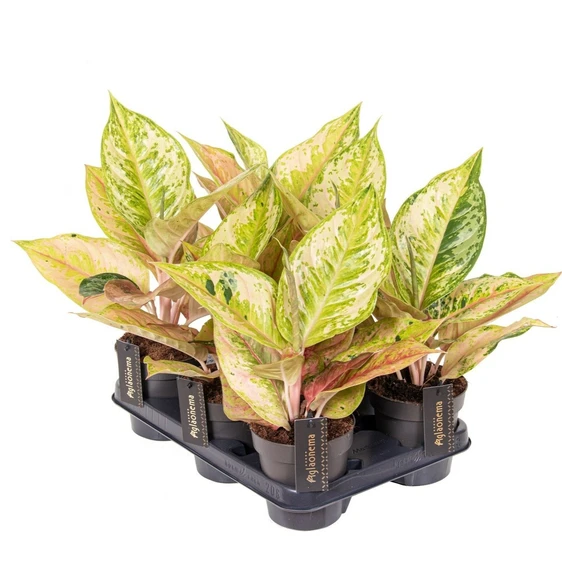 Aglaonema 'Pastella' - image 2