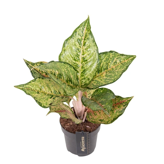 Aglaonema 'Pistachio Pink'