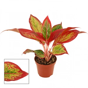 Aglaonema 'Red Fire' 9cm