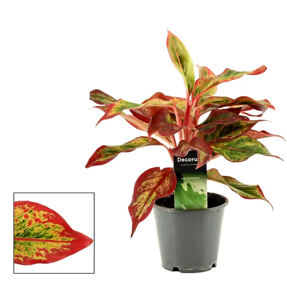 Aglaonema 'Red Fire' 12cm