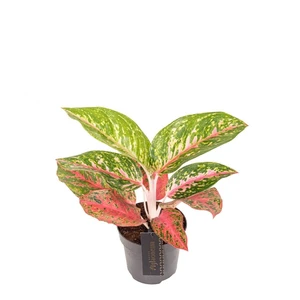 Aglaonema 'Red Reflections' - image 1