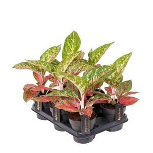 Aglaonema 'Red Reflections' - image 2