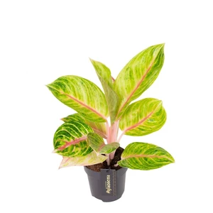 Aglaonema 'Rose Parakeet' - image 1