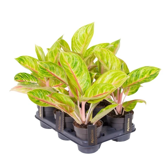 Aglaonema 'Rose Parakeet' - image 2