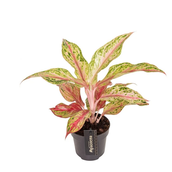 Aglaonema 'Tahiti Red' - image 1