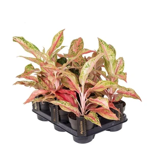 Aglaonema 'Tahiti Red' - image 2