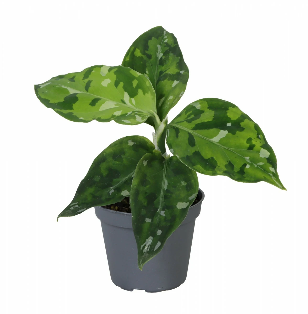 Aglaonema pictum 'Tricolor' - Cowell's Garden Centre | Woolsington