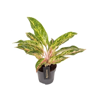 Aglaonema 'Twiggy Red' - image 1