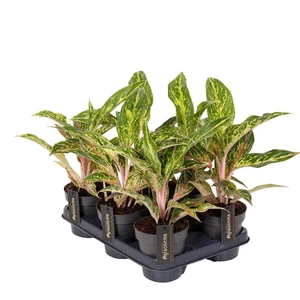 Aglaonema 'Twiggy Red' - image 2