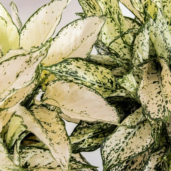 Aglaonema 'White Kiwi' - image 2