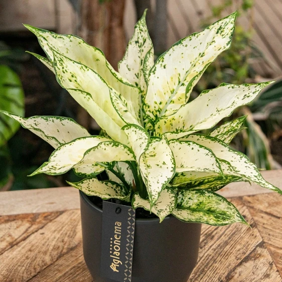 Aglaonema 'White Kiwi' - image 3