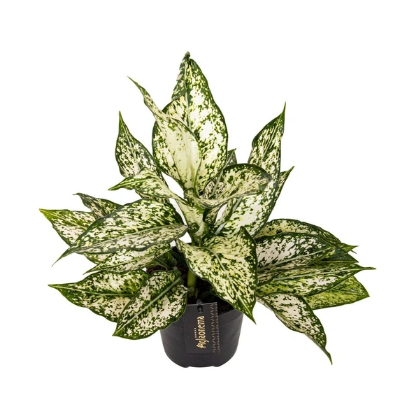 Aglaonema 'White Kiwi' - image 1