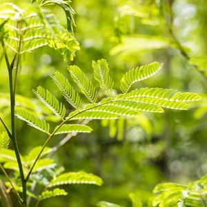 Albizia 'Evy's Pride'