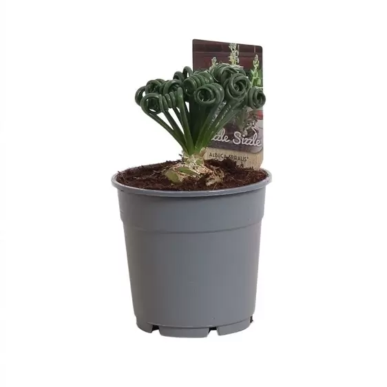Albuca spiralis 'Frizzle Sizzle' 12cm