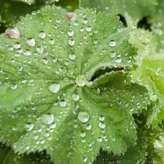 Alchemilla mollis 2L - image 1