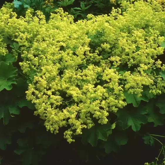 Alchemilla mollis 'Thriller' - image 1