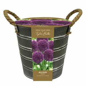 Allium Bucket Planter