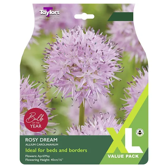 Allium carolinianum Rosy Dream