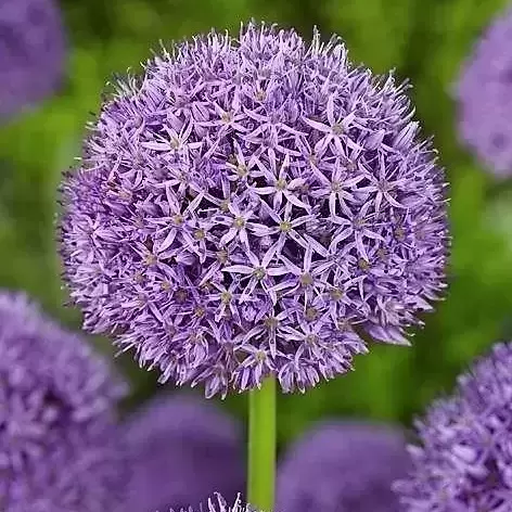 Allium 'Gladiator' 2L