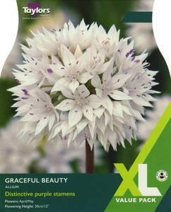 Allium Graceful Beauty