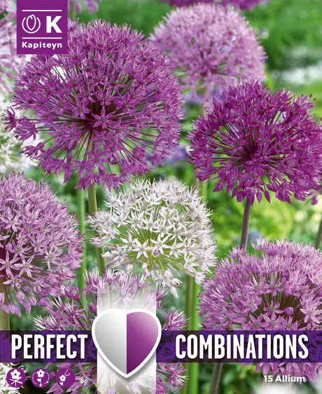 Allium Large Ball Blend