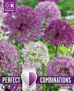 Allium Large Ball Blend