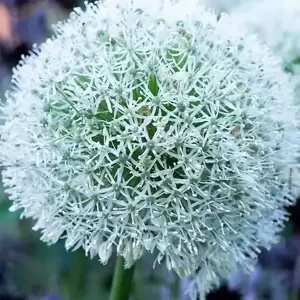 Allium 'Mont Blanc'