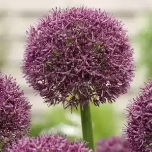 Allium 'Ostara'