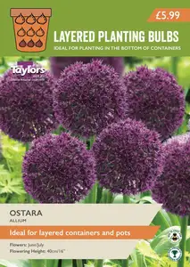 Allium Ostara