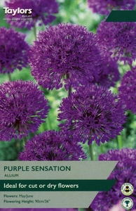 Allium Purple Sensation