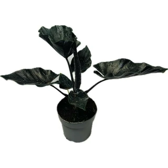 Alocasia 'Antoro Velvet' 14cm - image 1