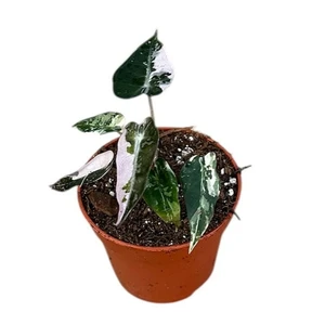 Alocasia 'Bambino Pink Variegata'