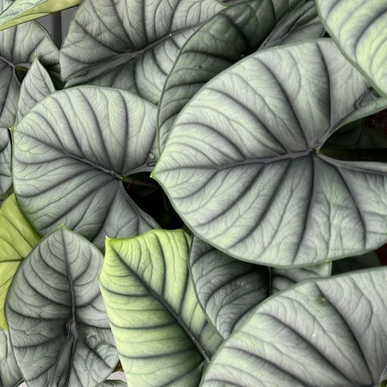 Alocasia 'Bisma Silver' - image 2