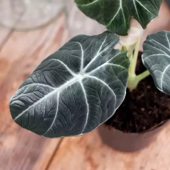 Alocasia 'Black Velvet' 12cm - image 1