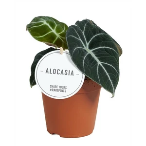 Alocasia 'Black Velvet' 12cm - image 2