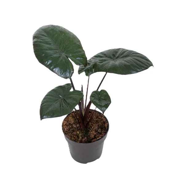 Alocasia 'Chocolate Green'