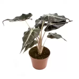 Alocasia amazonica 'Curly Bambino'