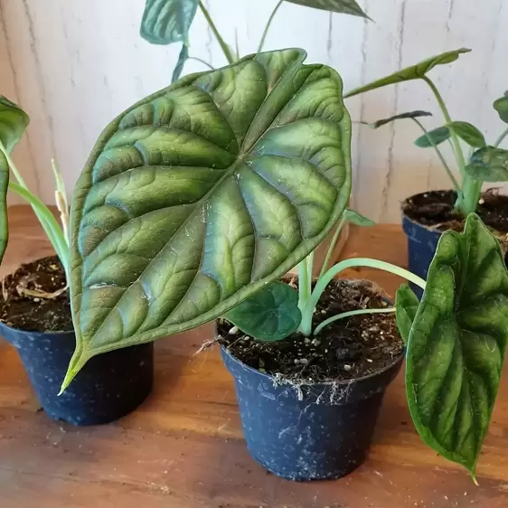 Alocasia 'Dragon Scale' 14cm - image 3