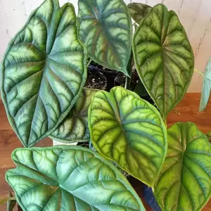 Alocasia 'Dragon Scale' 14cm - image 1