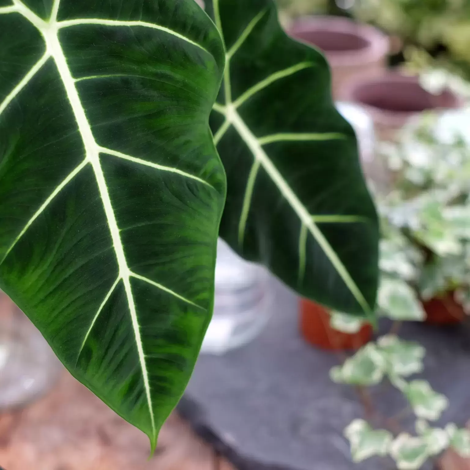 Alocasia micholitziana 'Frydek' 12cm - Cowell's Garden Centre | Woolsington