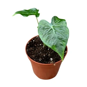 Alocasia 'Frydek Tattoo'