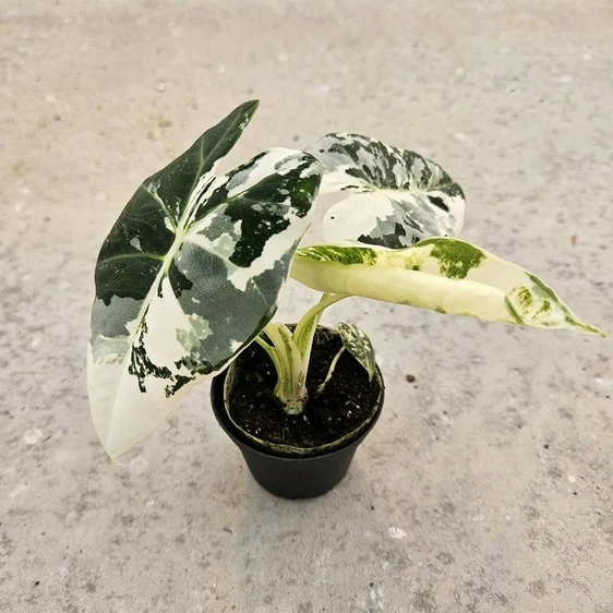 Alocasia micholitziana 'Frydek Variegata'