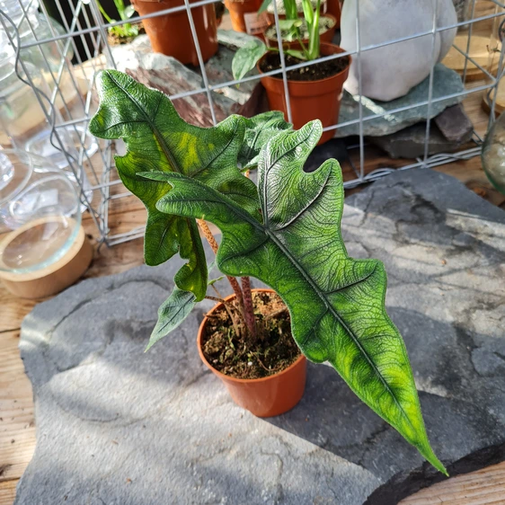 Alocasia 'Jacklyn' 9cm - image 1