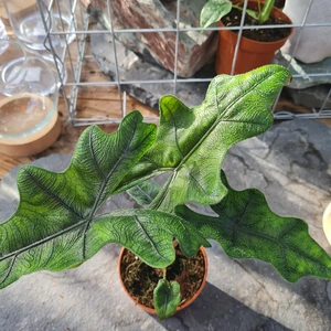 Alocasia 'Jacklyn' 15cm - image 2