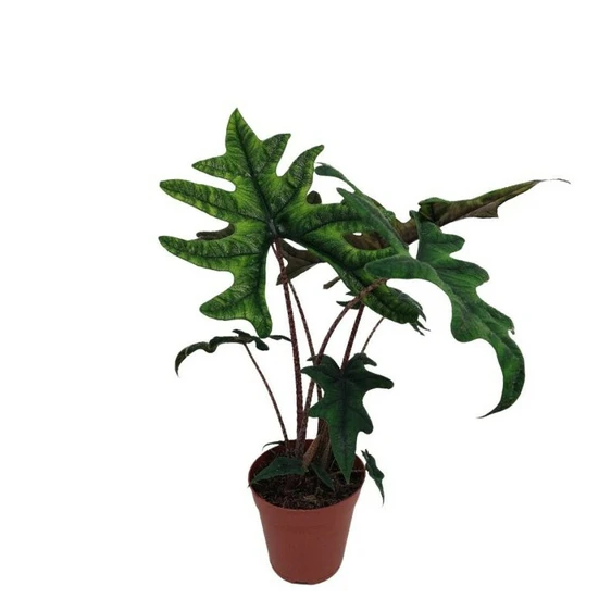 Alocasia 'Jacklyn' 15cm - image 3