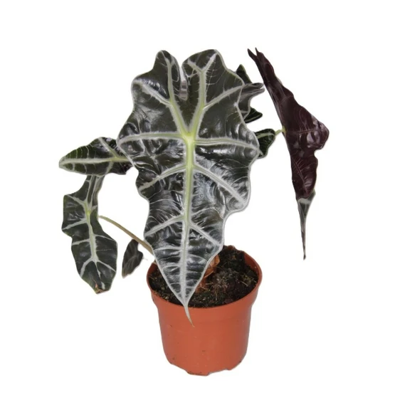 Alocasia 'Polly' 12cm - image 2