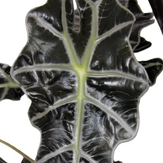 Alocasia 'Polly' 12cm - image 1