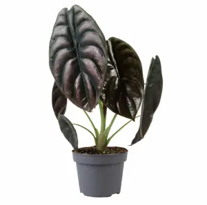 Alocasia 'Red Secret'