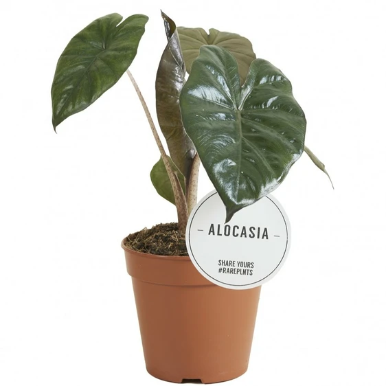 Alocasia 'Yucatan Princess' 12cm - image 1