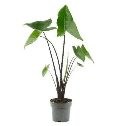 Alocasia zebrina - Black